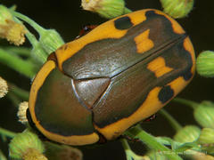 Pachnodella impressa