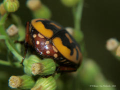 Pachnodella impressa
