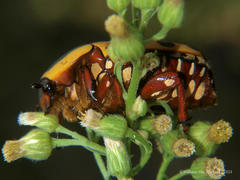 Pachnodella impressa