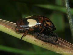 Pedinorrhina trivittata