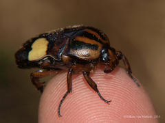Pedinorrhina trivittata