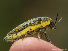Neojulodis vittipennis