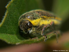 Neojulodis vittipennis