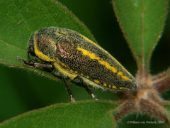 Neojulodis vittipennis
