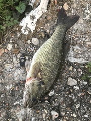 Micropterus treculii