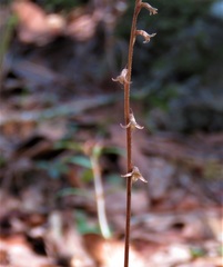 Mesadenus lucayanus