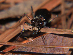 Prothymidia angusticollis