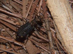 Prothymidia angusticollis