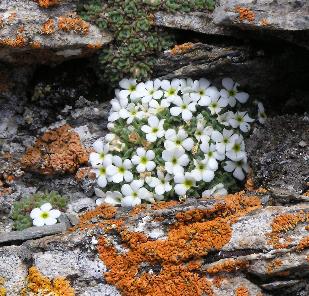 Androsace vesulensis