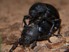 Ocnodes scrobicollis