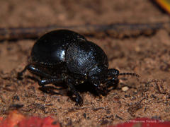 Ocnodes scrobicollis