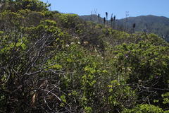Ageratina glechonophylla