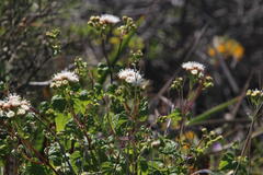 Ageratina glechonophylla