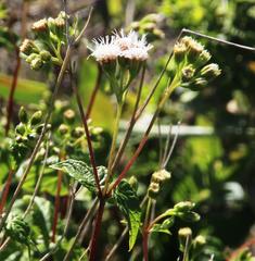 Ageratina glechonophylla