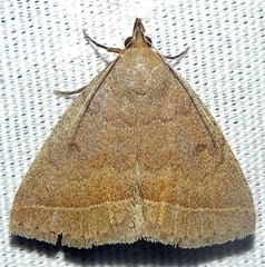 Zanclognatha marcidilinea