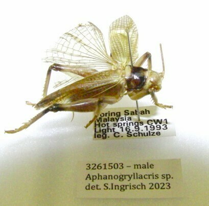 Aphanogryllacris