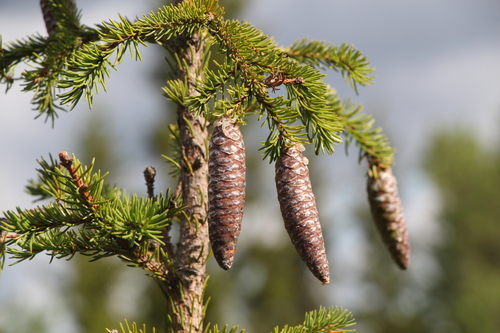 finnish spruce