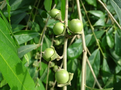 Diospyros acapulcensis (Diospyros acapulcensis)