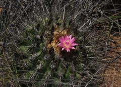 Eriosyce subgibbosa