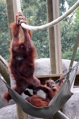 Pongo