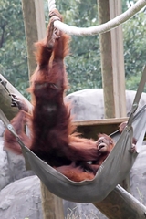 Pongo