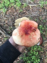 Russula californiensis