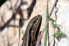 Heremites vittatus
