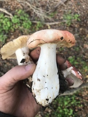Russula californiensis