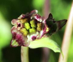 Alstroemeria pulchra