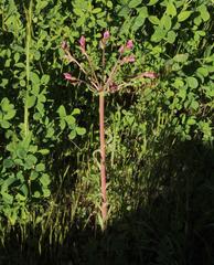 Alstroemeria pulchra