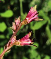 Alstroemeria pulchra