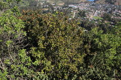 Schinus latifolia
