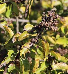 Schinus latifolia