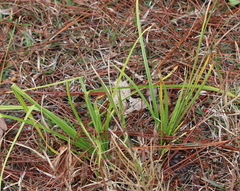 Rhynchospora baldwinii