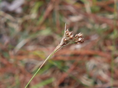 Rhynchospora baldwinii