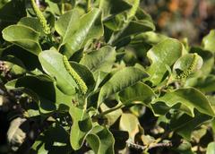 Escallonia pulverulenta