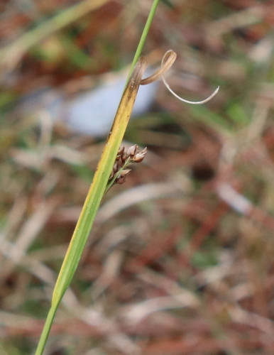 Image of Rhynchospora baldwinii by (c) Lauren McLaurin, some rights reserved (CC BY)