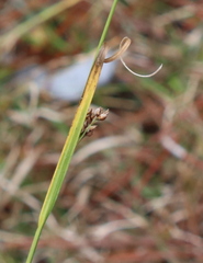 Rhynchospora baldwinii