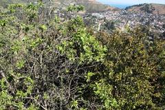 Escallonia pulverulenta