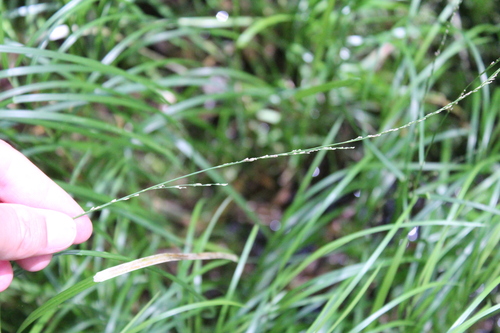 Image of Slender Mannagrass (Glyceria melicaria) by (c) Steven Lamonde, some rights reserved (CC BY)