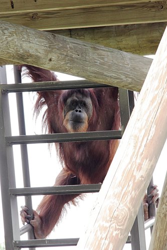 Pongo pygmaeus