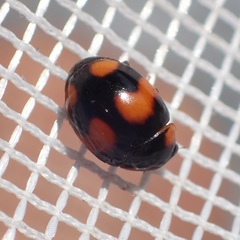 Brachiacantha