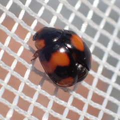 Brachiacantha