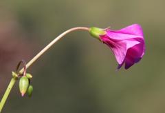 Oxalis arenaria