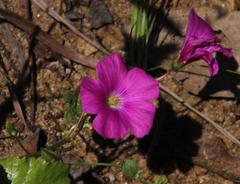 Oxalis arenaria
