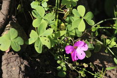 Oxalis arenaria