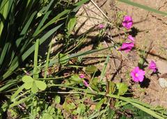 Oxalis arenaria