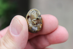 Cornu aspersum