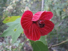 Hibiscus uncinellus