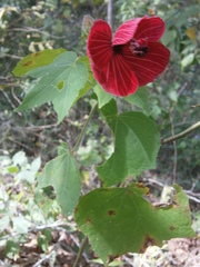 Hibiscus uncinellus